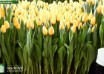 Tulipa Yellow Master ® (1)